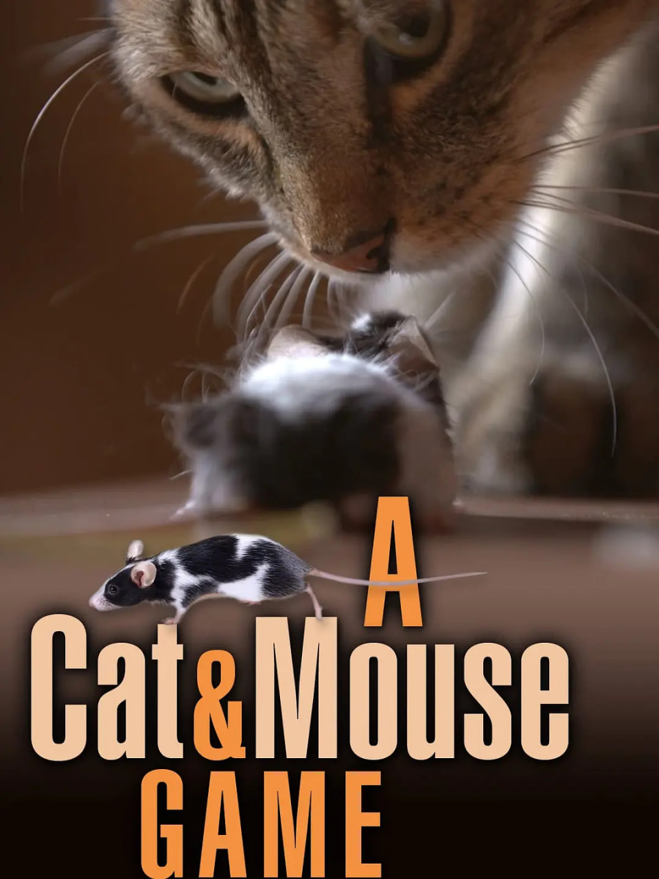 猫鼠游戏