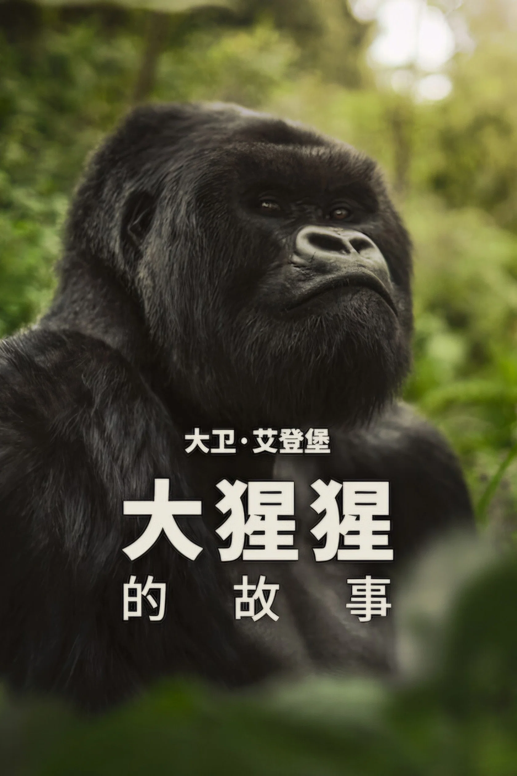 大卫·艾登堡：大猩猩的故事封面图