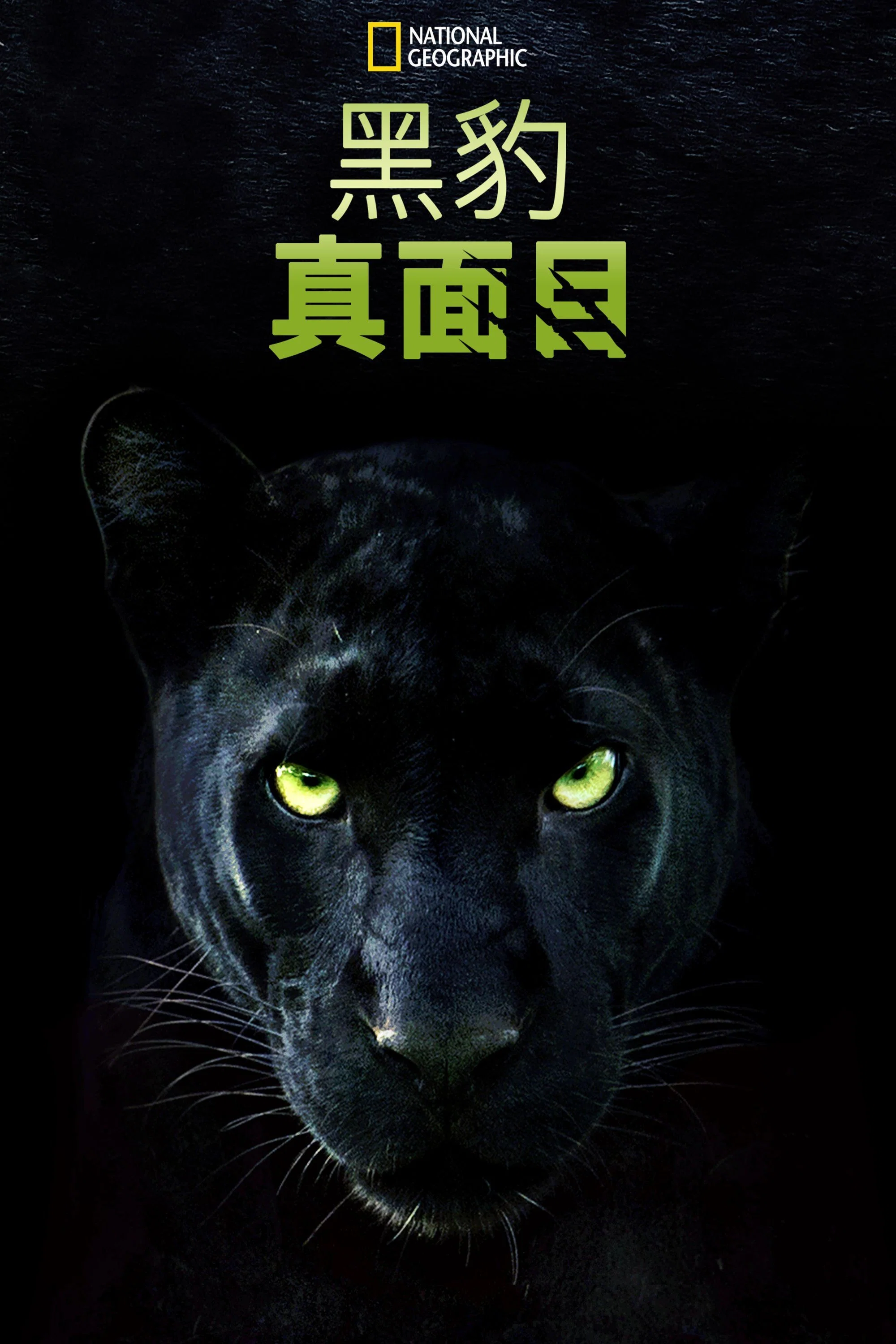 真黑豹无双封面图