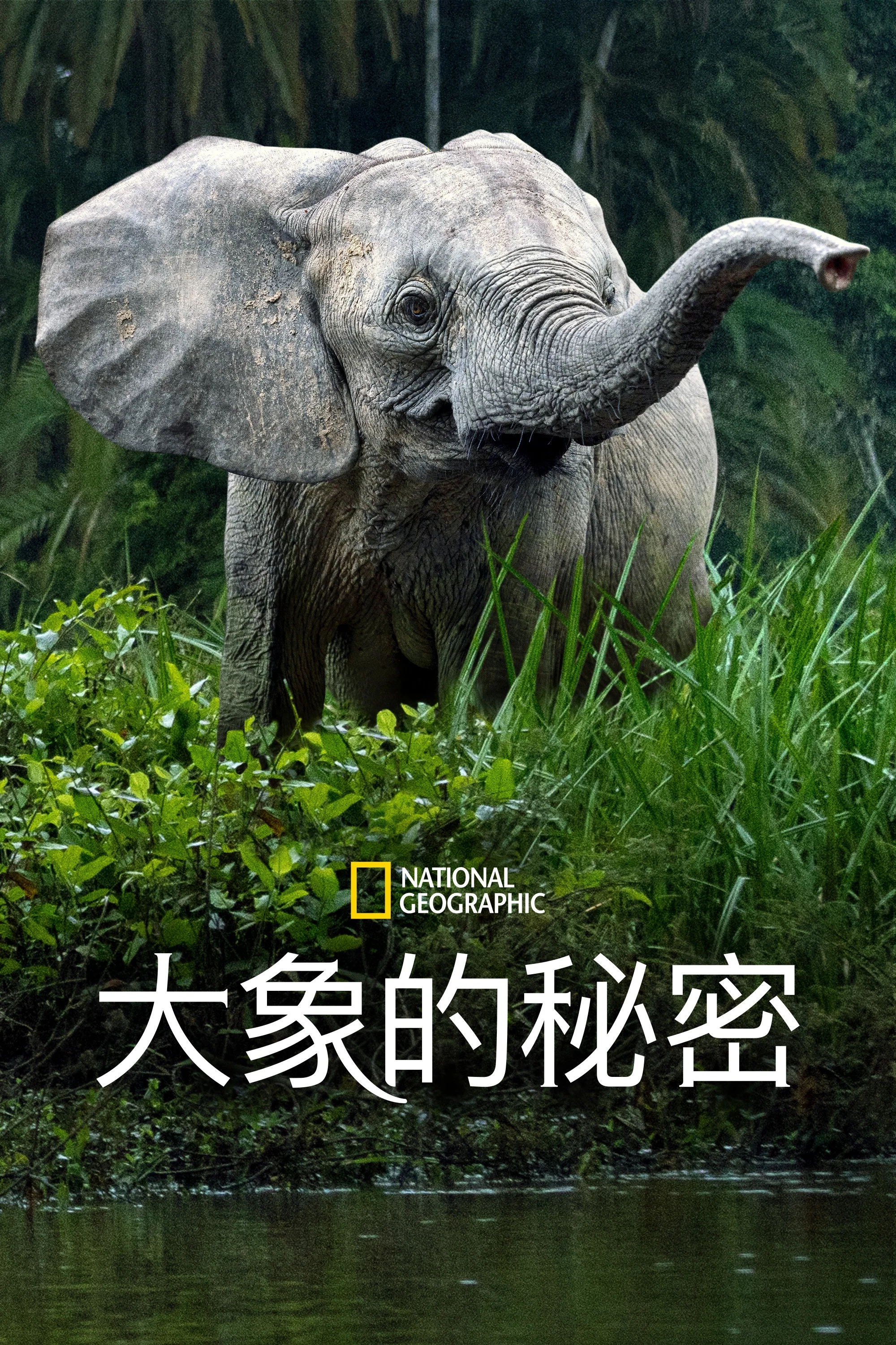 《大象的秘密》海报