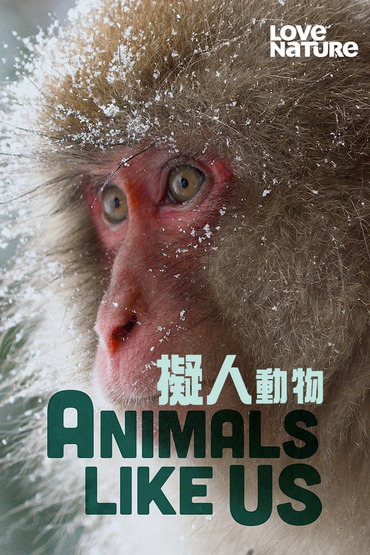 《拟人动物》海报