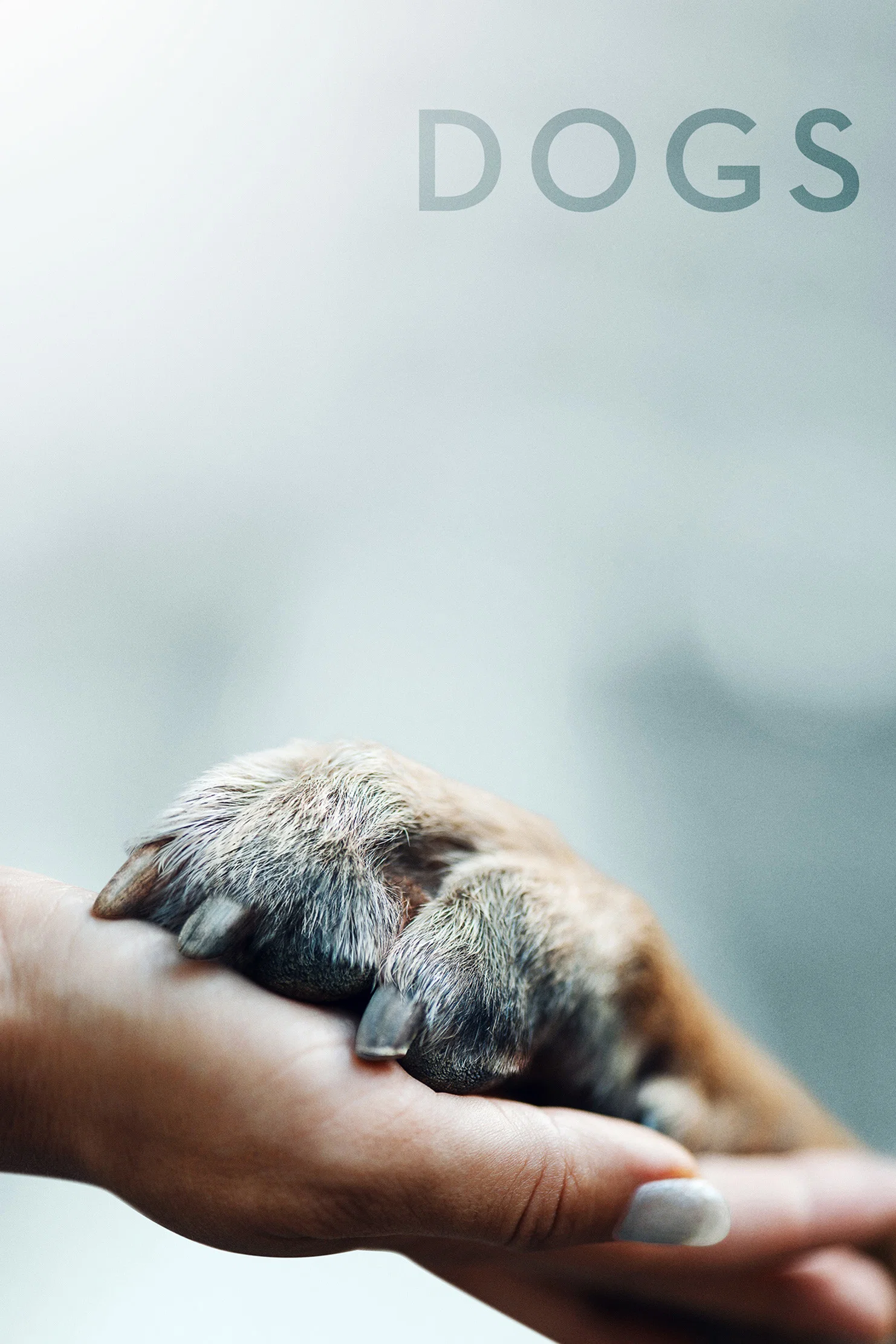 《爱犬情深》海报