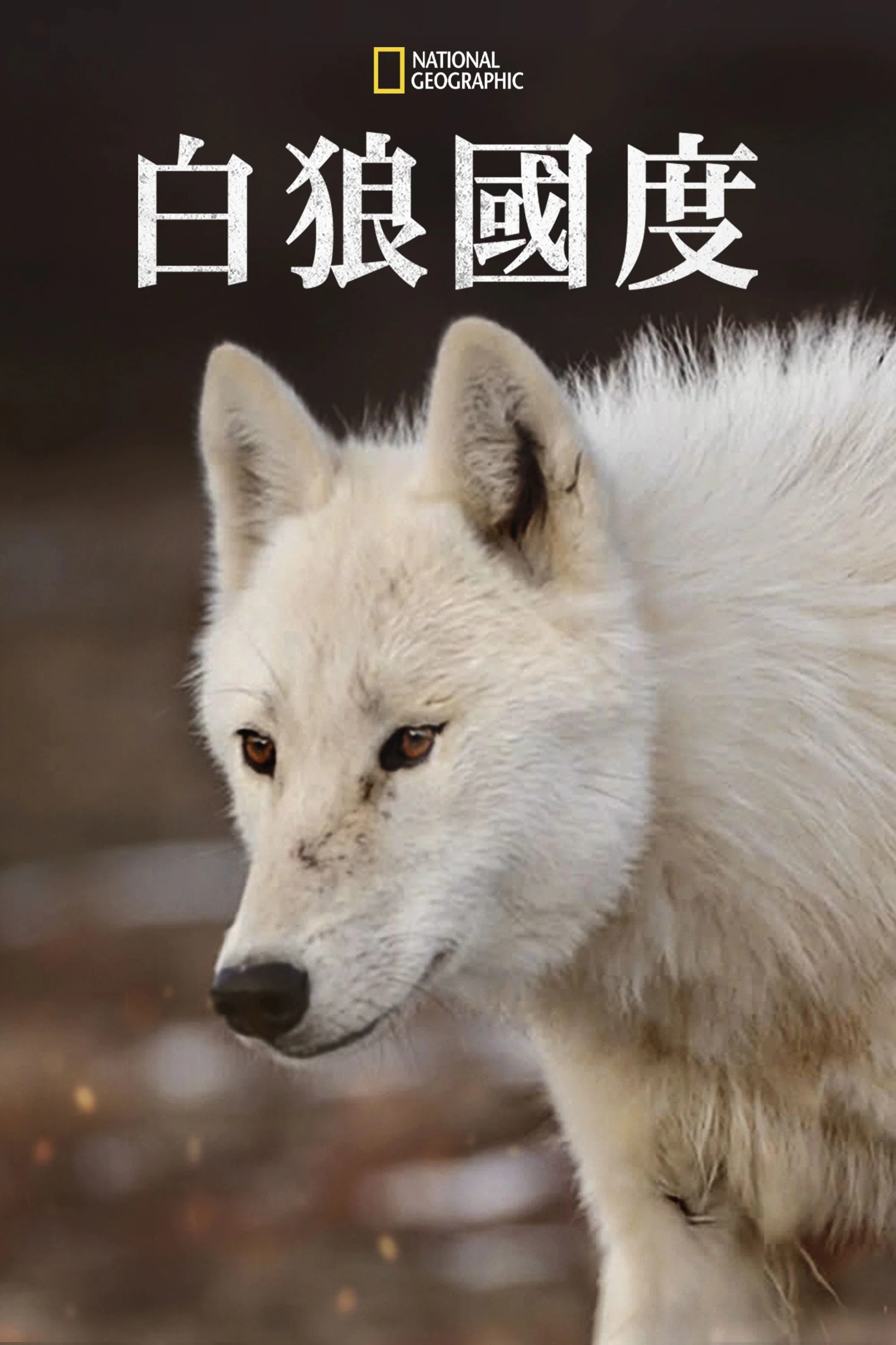 雪狼王国